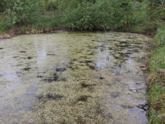 Пам'ятка природи: Цуманські джерела приведуть до ладу  та облаштують територію навколо