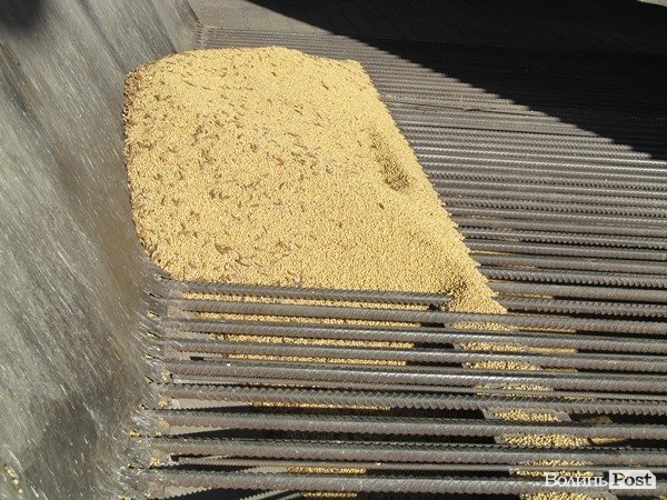 На Волині зерно сушать за допомогою сіна. ФОТО