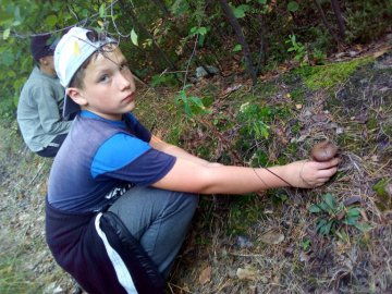 Лісівники розповіли, як правильно збирати гриби