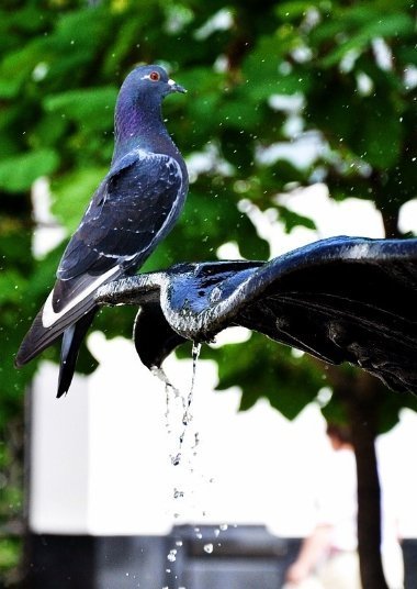 Фотовиставка: Роман Поліщук