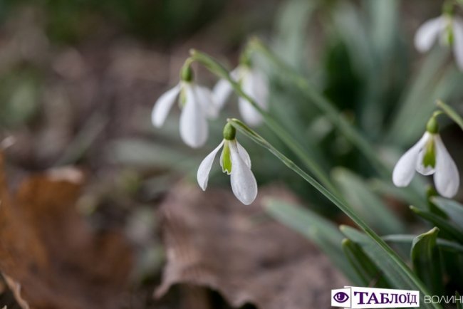 Весна на носі: у Луцьку розквітли перші підсніжники. ФОТО