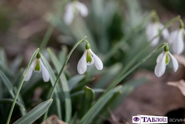 Весна на носі: у Луцьку розквітли перші підсніжники. ФОТО
