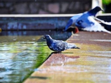 Синоптики прогнозують до 33 градусів тепла