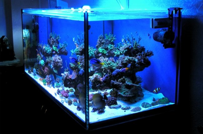 LED-освітлення в акваріумі: як вибрати та змонтувати*