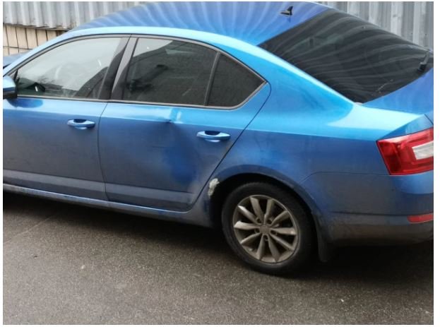 В екопарку на Київщині стадо тварин напало на людей і понівечило авто