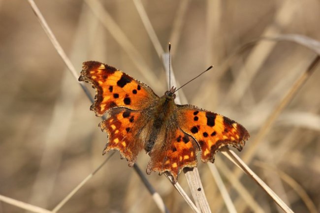 У «Цуманській пущі» зафіксували рідкісних тварин та рослин. ФОТО