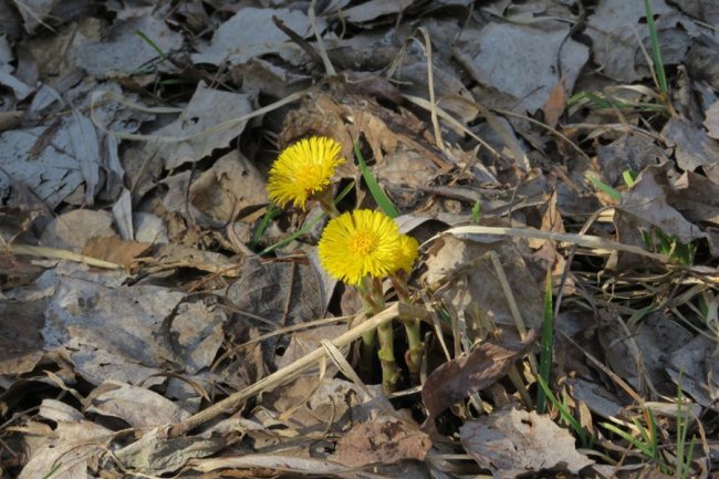 У «Цуманській пущі» зафіксували рідкісних тварин та рослин. ФОТО
