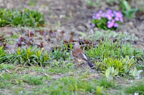 Луцьк цвіте та пахне. ФОТО