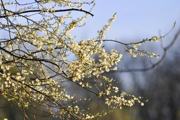 Луцьк цвіте та пахне. ФОТО