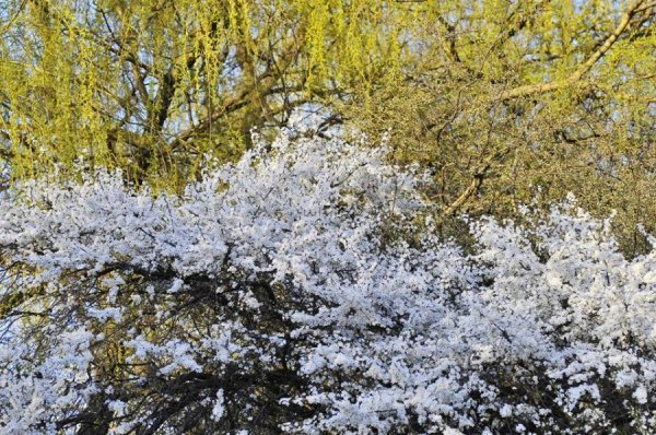 Луцьк цвіте та пахне. ФОТО