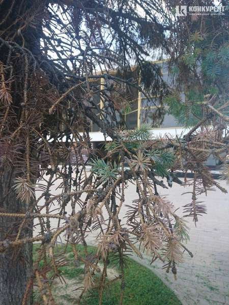 У Луцьку масово всихають дерева: підозрюють жука-короїда