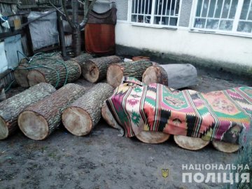 Рівнянин нарубав на Волині дубів на 130 тисяч