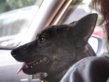 Звільнений український моряк і його собака вперше побачилися після полону: зворушливе відео