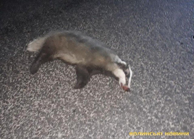 Під колесами авто у Луцьку загинув рідкісний борсук. ФОТО 18+