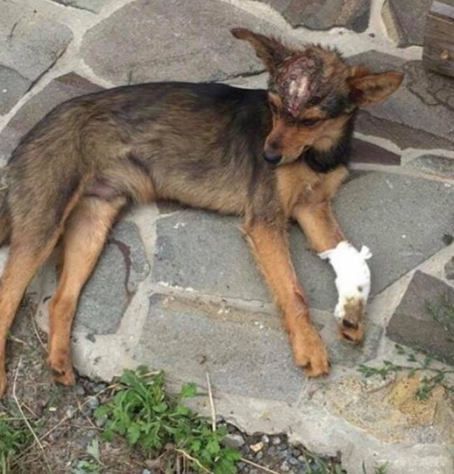 У місті на Волині «нелюди» знущаються над собаками. ФОТО 18+