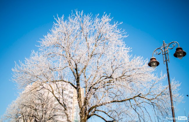 Луцьк – у кришталевій паморозі: казкові світлини різдвяного ранку. ФОТО