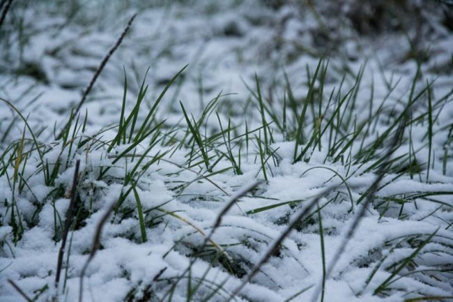 «Зі снігом усе гарніше»: волинський журналіст поділився світлинами «сплячої» природи