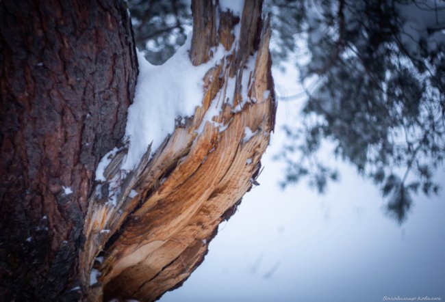Показали красу зимового волинського лісу: чарівні фото