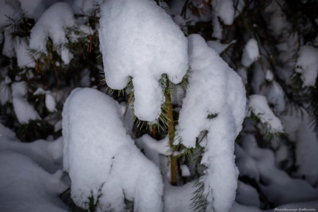 Показали красу зимового волинського лісу: чарівні фото