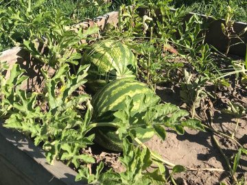 У Луцькому зоопарку вирощують кавуни