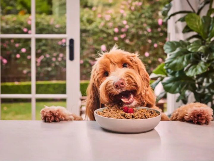 Що краще для собаки Royal Canin чи Hills