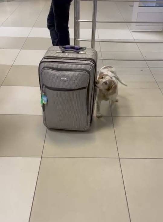 У «Ягодині» службовий собака знайшов наркотики в пасажира  автобуса