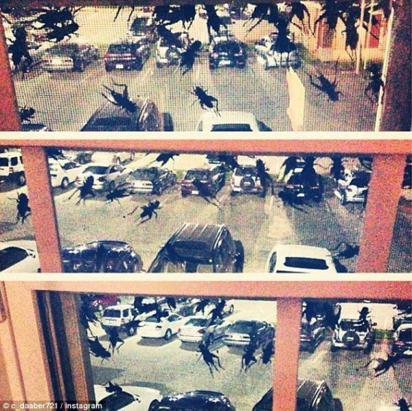 На американців нападають цвіркуни-канібали. ФОТО