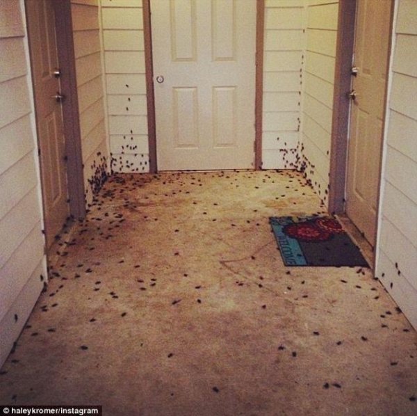 На американців нападають цвіркуни-канібали. ФОТО