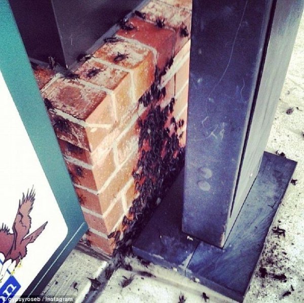 На американців нападають цвіркуни-канібали. ФОТО