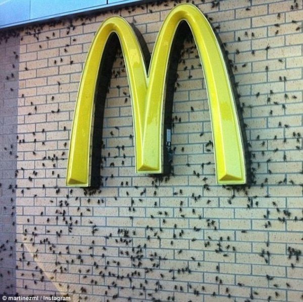 На американців нападають цвіркуни-канібали. ФОТО