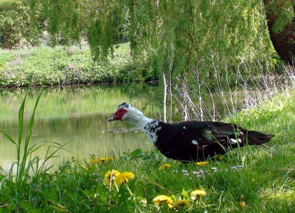 Фотовиставка Олександра Пизи