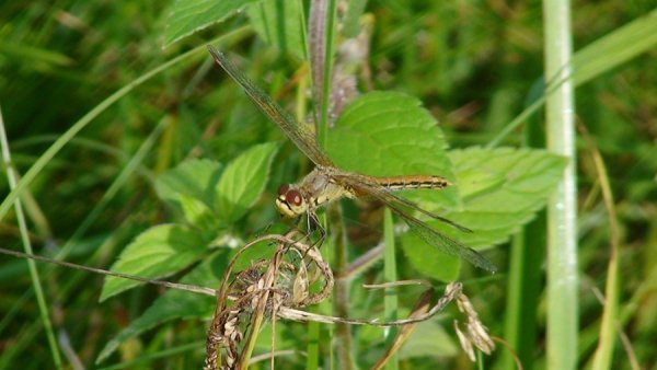 Фотовиставка Олександра Пизи