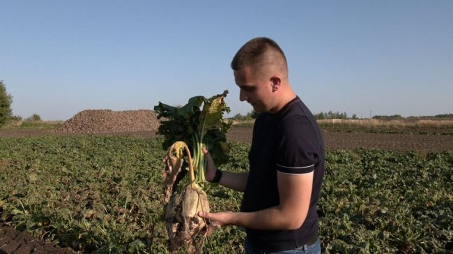На Волині копають цукрові буряки: уже зібрали понад 80 тисяч тонн урожаю. ВІДЕО
