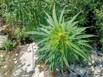 Обшукали: у помешканні лучанина виявили наркотики