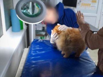 Від удару знепритомнів: у Луцьку патрульні допомогли песику, який постраждав в ДТП. ФОТО