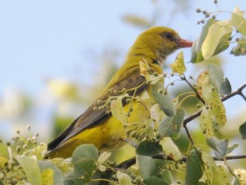 Липень, привіт: жовтопуза красуня потрапила на знімки луцького фотографа