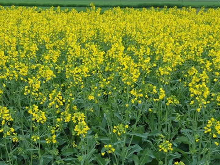 Білорусь продає в країни ЄС олію з ріпаку, вивезеного з окупованих районів Херсонщини