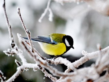 Синоптик розповіла, коли в Україну прийде потепління
