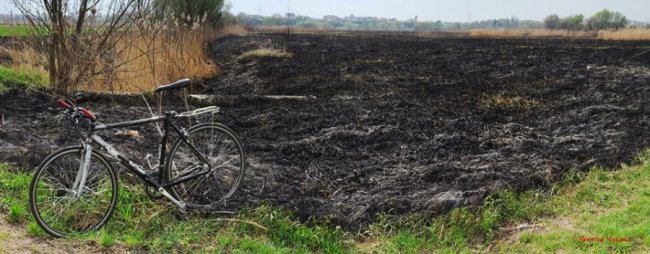 Нічого живого, тільки сморід, - у Луцьку згорів заказник