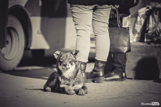 У Луцьку – майже весна. ФОТОРЕПОРТАЖ