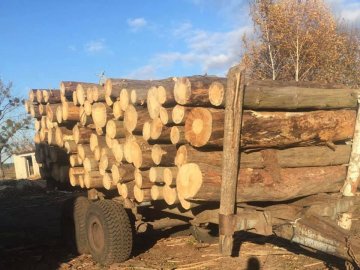 На Волині під час обшуків вилучили незаконний ліс на 800 тисяч гривень. ФОТО