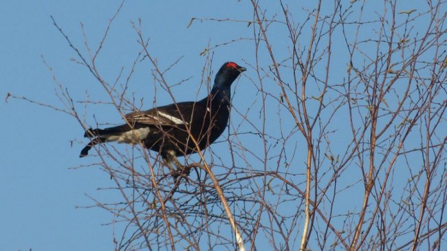Чорнобильський тетерук