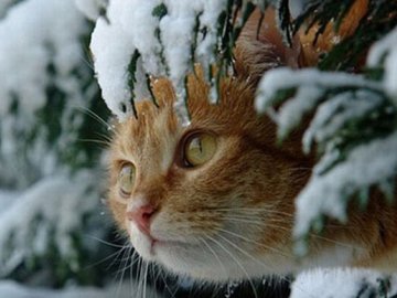 Погода у Луцьку на завтра, 7 січня