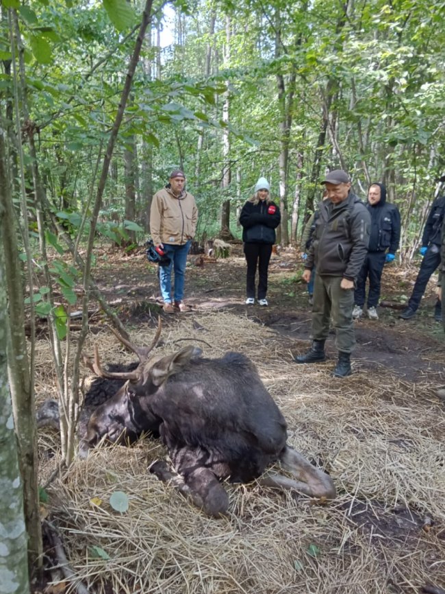 На Рівненщині знайшли виснаженого червонокнижного лося, який застряг у болоті