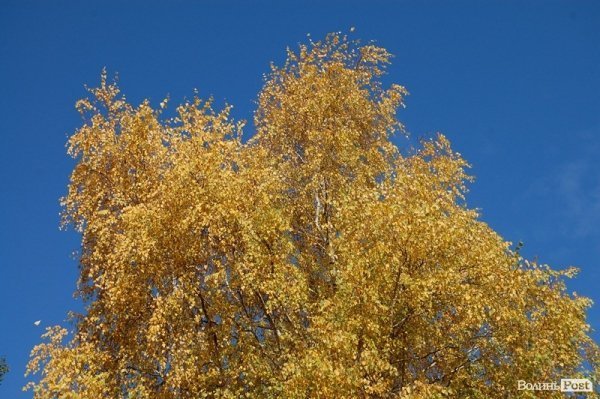 Парк у Луцьку: осіння краса і людська байдужість. ФОТО