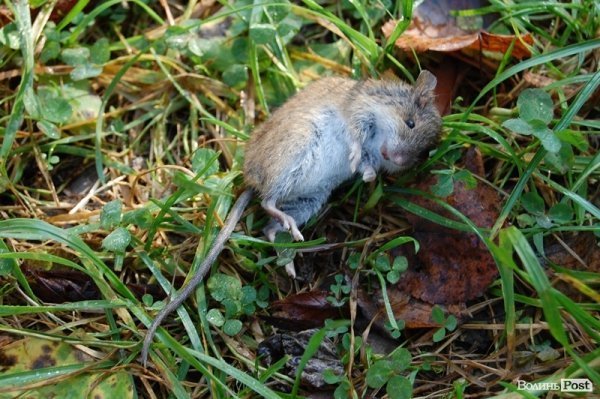 Парк у Луцьку: осіння краса і людська байдужість. ФОТО