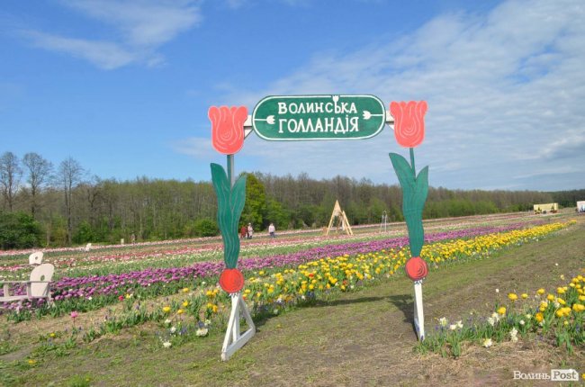 «Квітка, як і людина, має душу». На Волині розпочався фестиваль тюльпанів. ФОТО