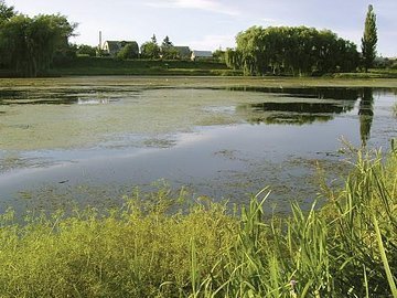 Екологи хочуть повністю спустити воду у Теремнівських ставках