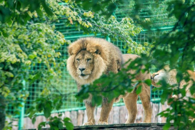 Рівненський звіринець на світлинах волинського фотографа. ФОТО