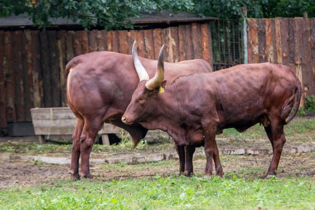 Рівненський звіринець на світлинах волинського фотографа. ФОТО
